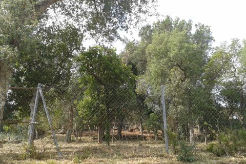 Terra a Calonge, Gerona, Calonge - € 69.000 | Ref: 2031 - foto 2